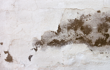 mold removal restoration